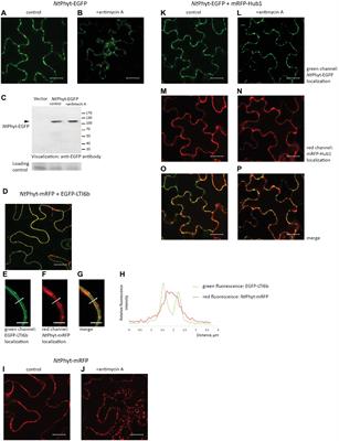 Clathrin-Mediated Endocytosis Delivers Proteolytically Active Phytaspases Into Plant Cells